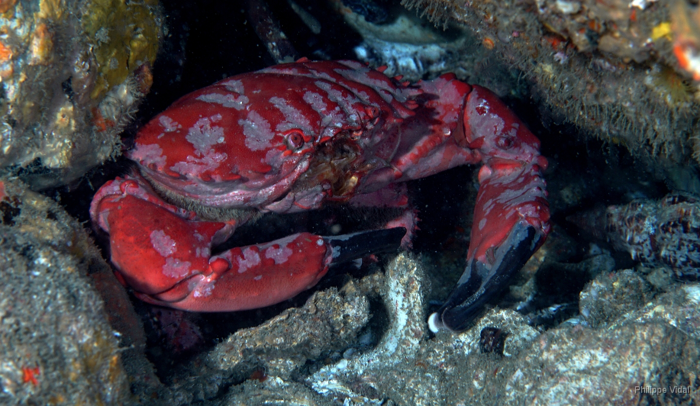 Birmanie - Mergui - 2018 - DSC03035 - Splendid red spooner crab - Crabe splendid - Etisus splendidus.JPG